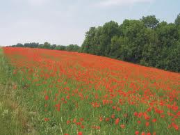Poppies in Flanders