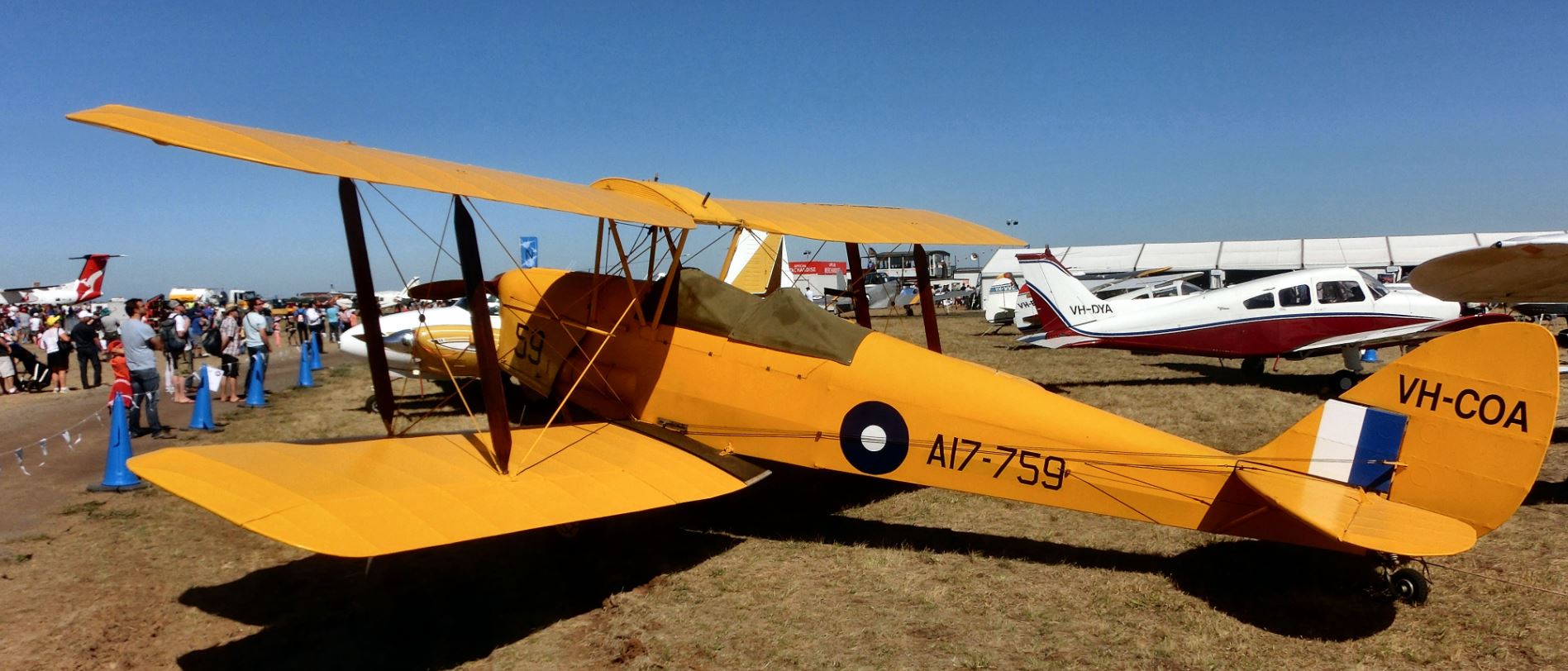 Tiger Moth