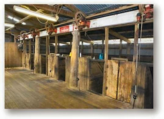 Shearing Shed