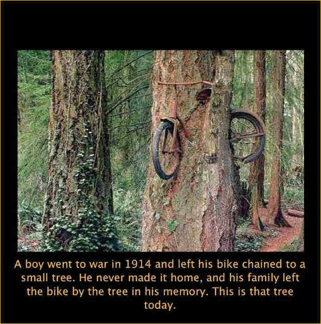 Bike in tree