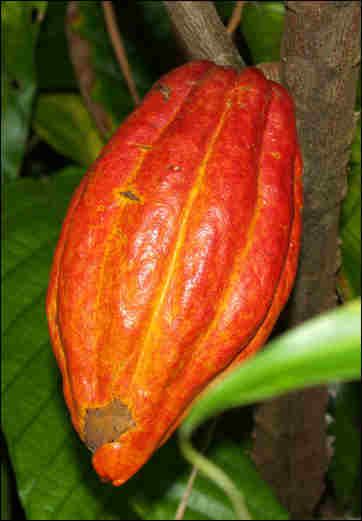 Cacoa pod