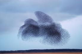 Starlings in flight