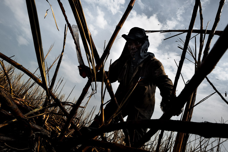 Cutting cane