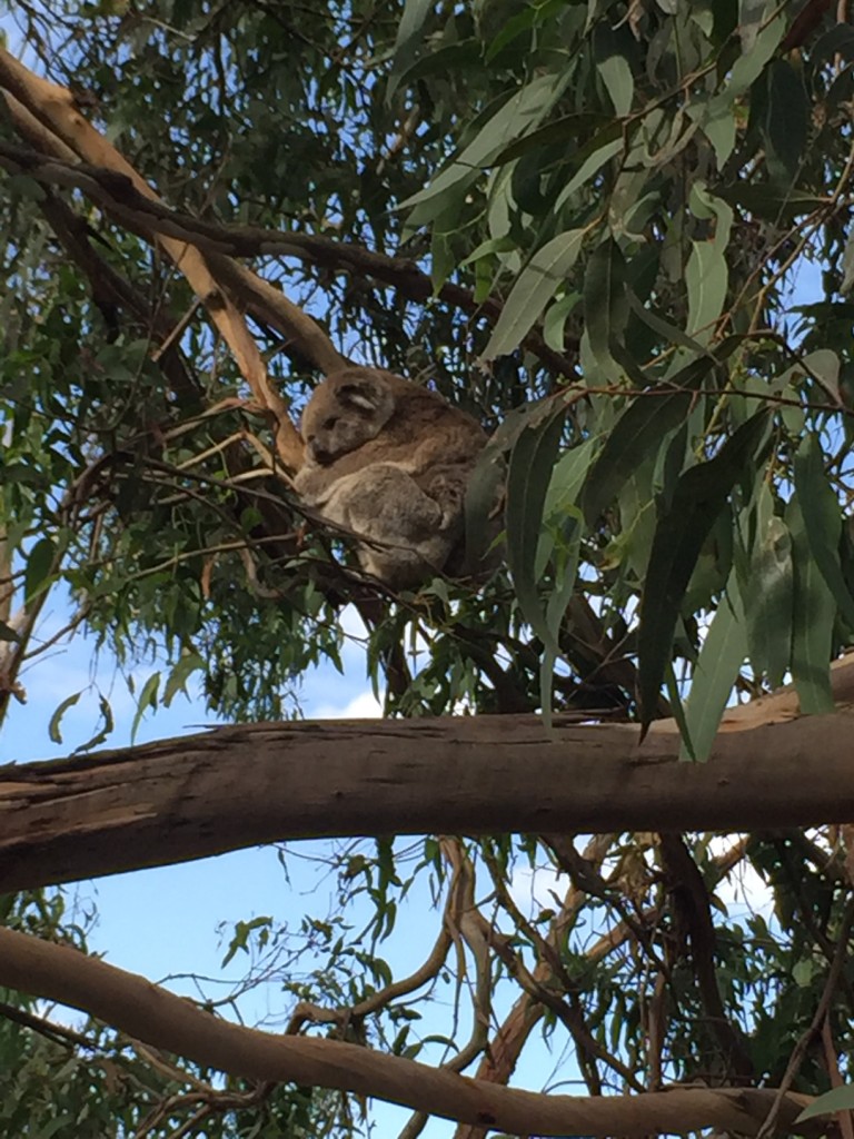 Koala