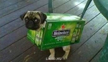 Pg17%20Dog%20beer.JPG